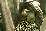 Lineated Barbet