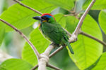 Red-crowned Barbet