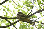 Grey Nightjar