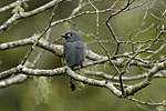 Ashy Drongo